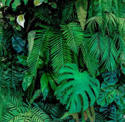 Herb wall, plant wall, natural green wallpaper and background. nature wall. Nature background of green forest